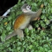 monkey_squirrel_common_la_v_0653_ecu2604.jpg